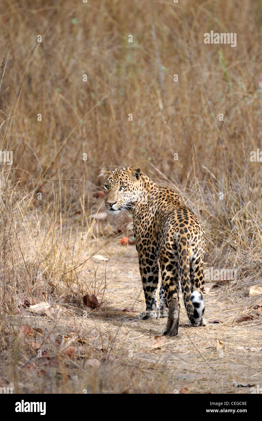 Leopard (Panthera pardus) in Bandhavgarh National Park, Madhya Pradesh, India Foto Stock