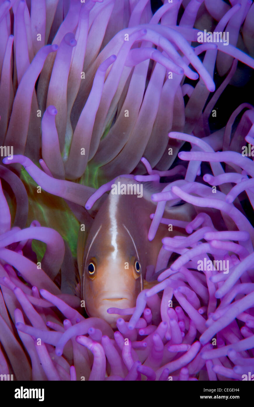Una rosa (Anemonefish Amphiprion perideraion) pelli e vivere nell'anemone viola. Foto Stock