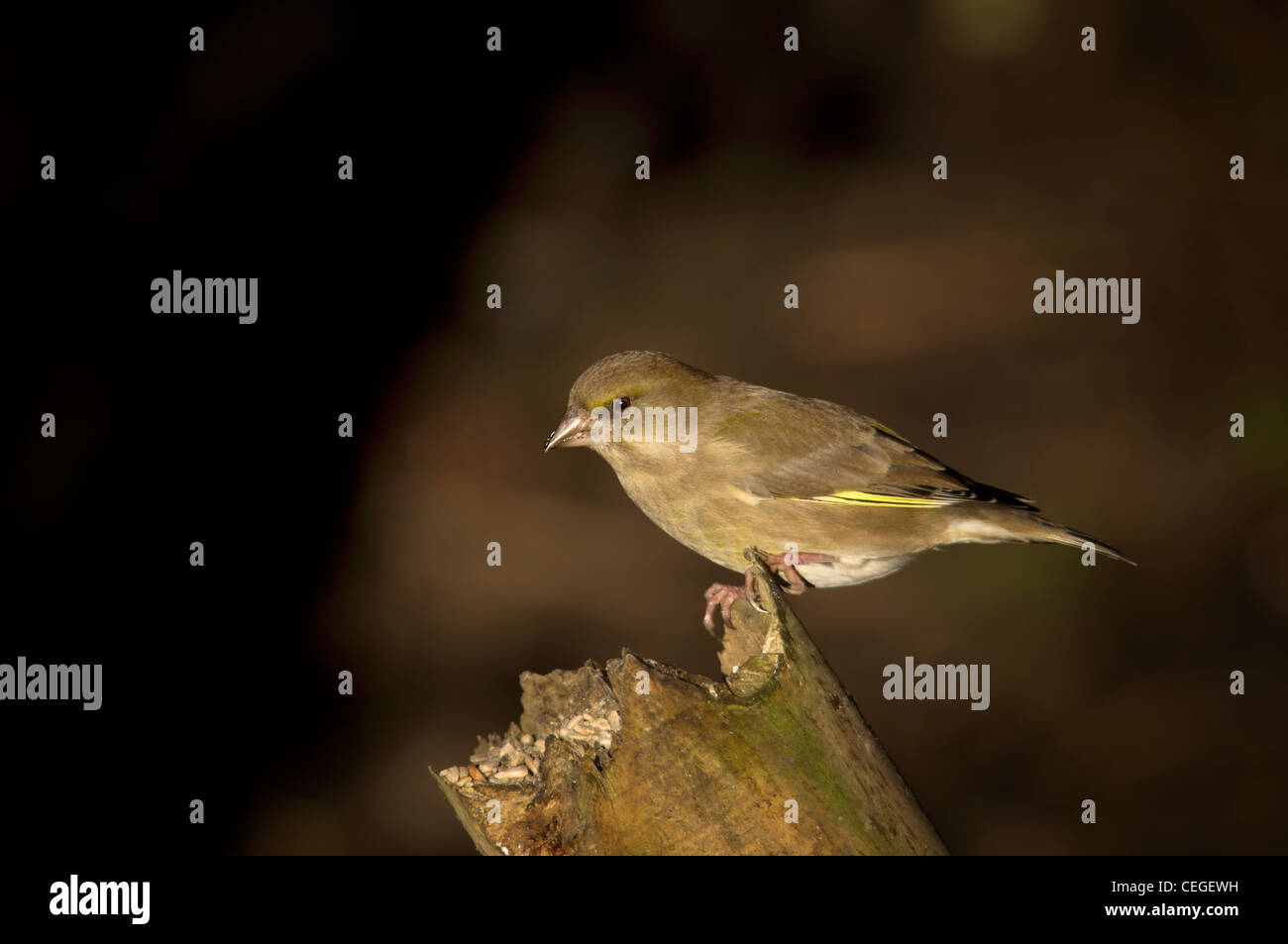 Carduelis chloris - Verdone. Giardino bellissimo uccello in Europa Foto Stock