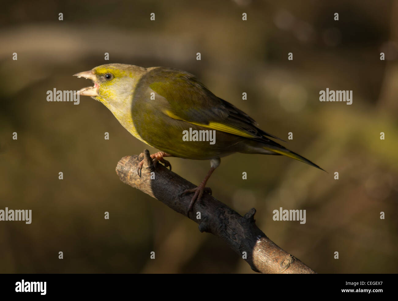 Carduelis chloris - Verdone. Giardino bellissimo uccello in Europa Foto Stock