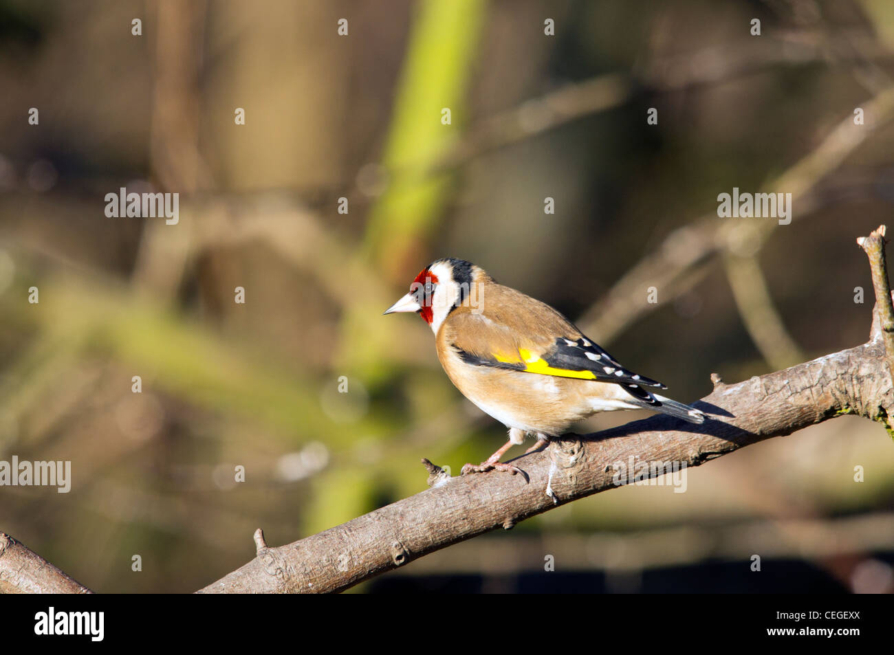 Cardellino - Bird Foto Stock