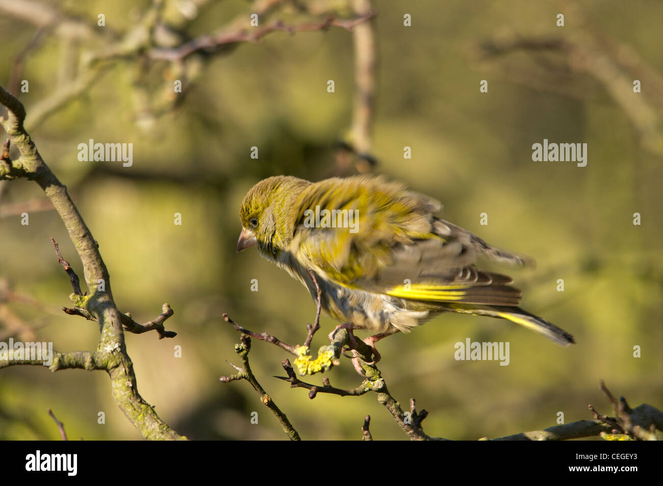 Carduelis chloris - Verdone. Giardino bellissimo uccello in Europa Foto Stock