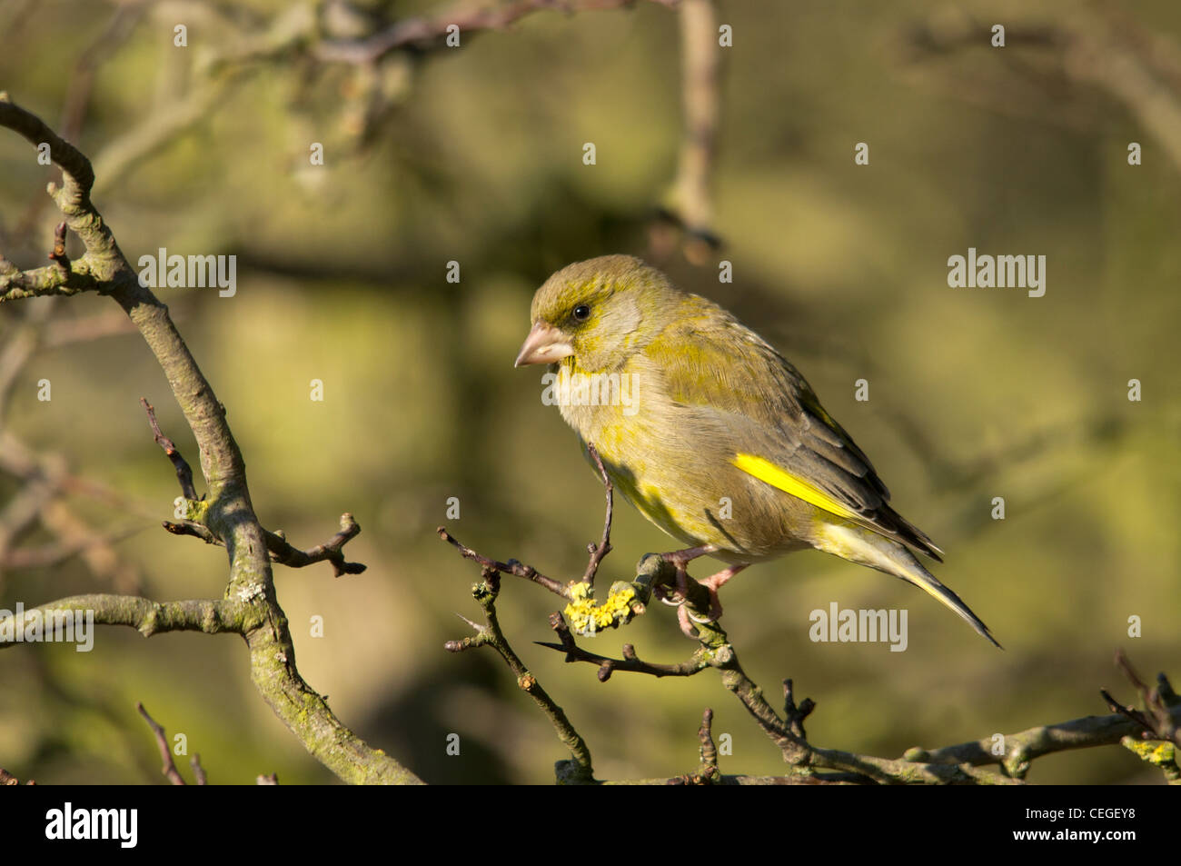 Carduelis chloris - Verdone. Giardino bellissimo uccello in Europa Foto Stock