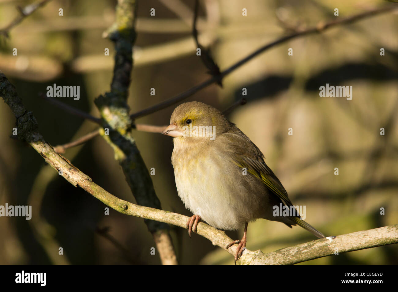 Carduelis chloris - Verdone. Giardino bellissimo uccello in Europa Foto Stock
