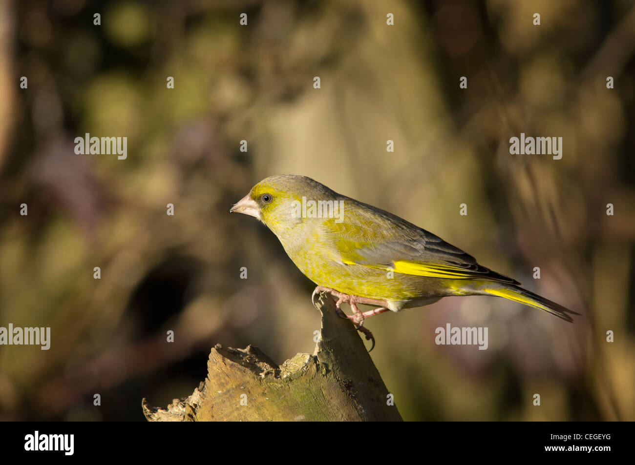 Carduelis chloris - Verdone. Giardino bellissimo uccello in Europa Foto Stock