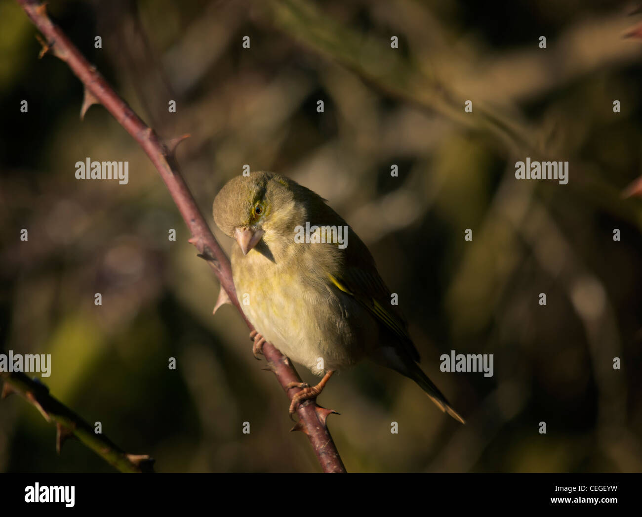 Carduelis chloris - Verdone. Giardino bellissimo uccello in Europa Foto Stock