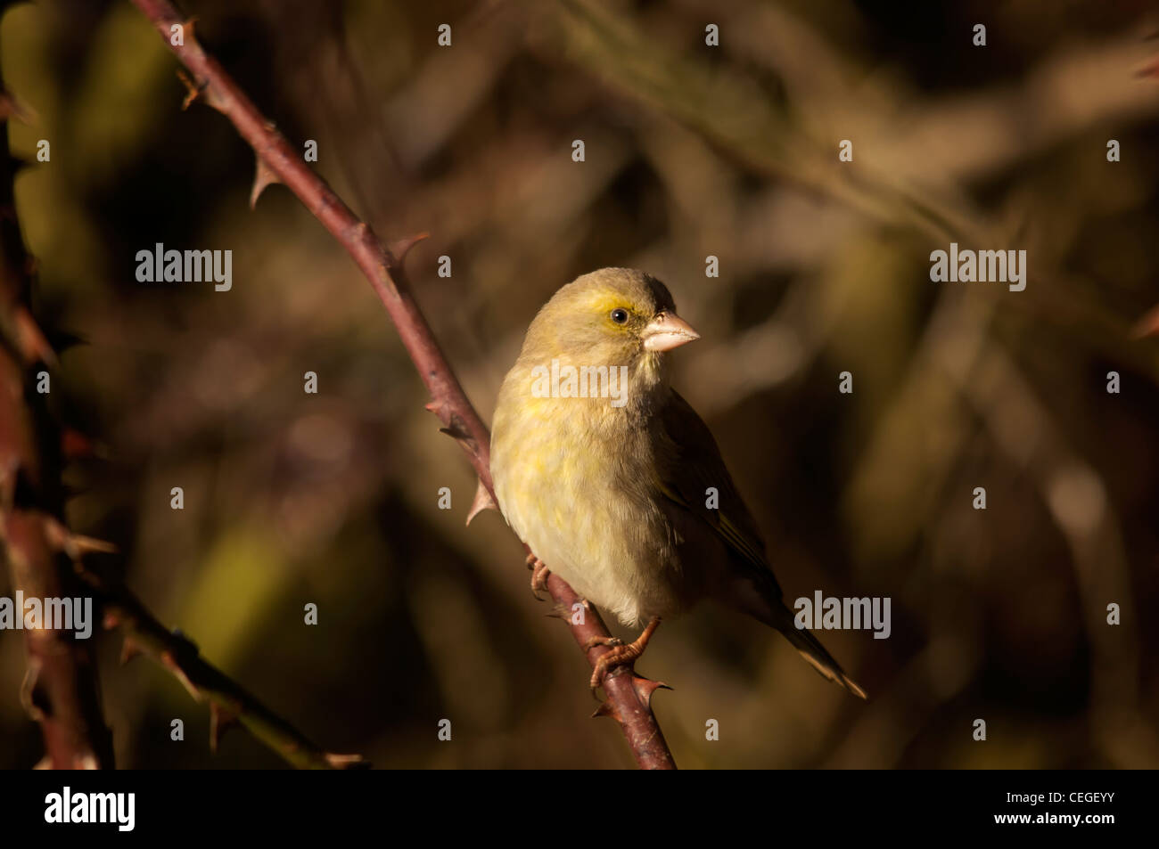 Carduelis chloris - Verdone. Giardino bellissimo uccello in Europa Foto Stock