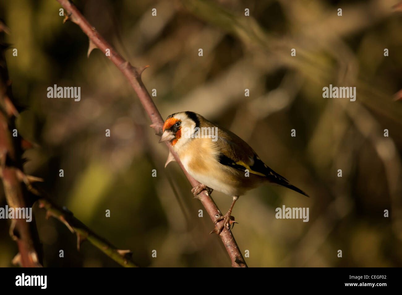 Cardellino - Bird Foto Stock