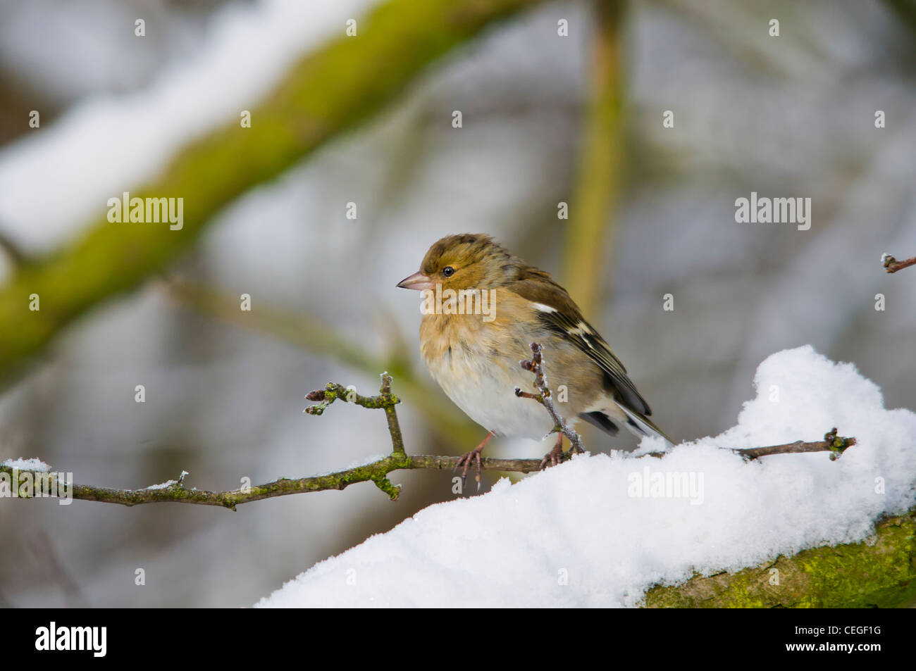 Fringuello - Bird Foto Stock