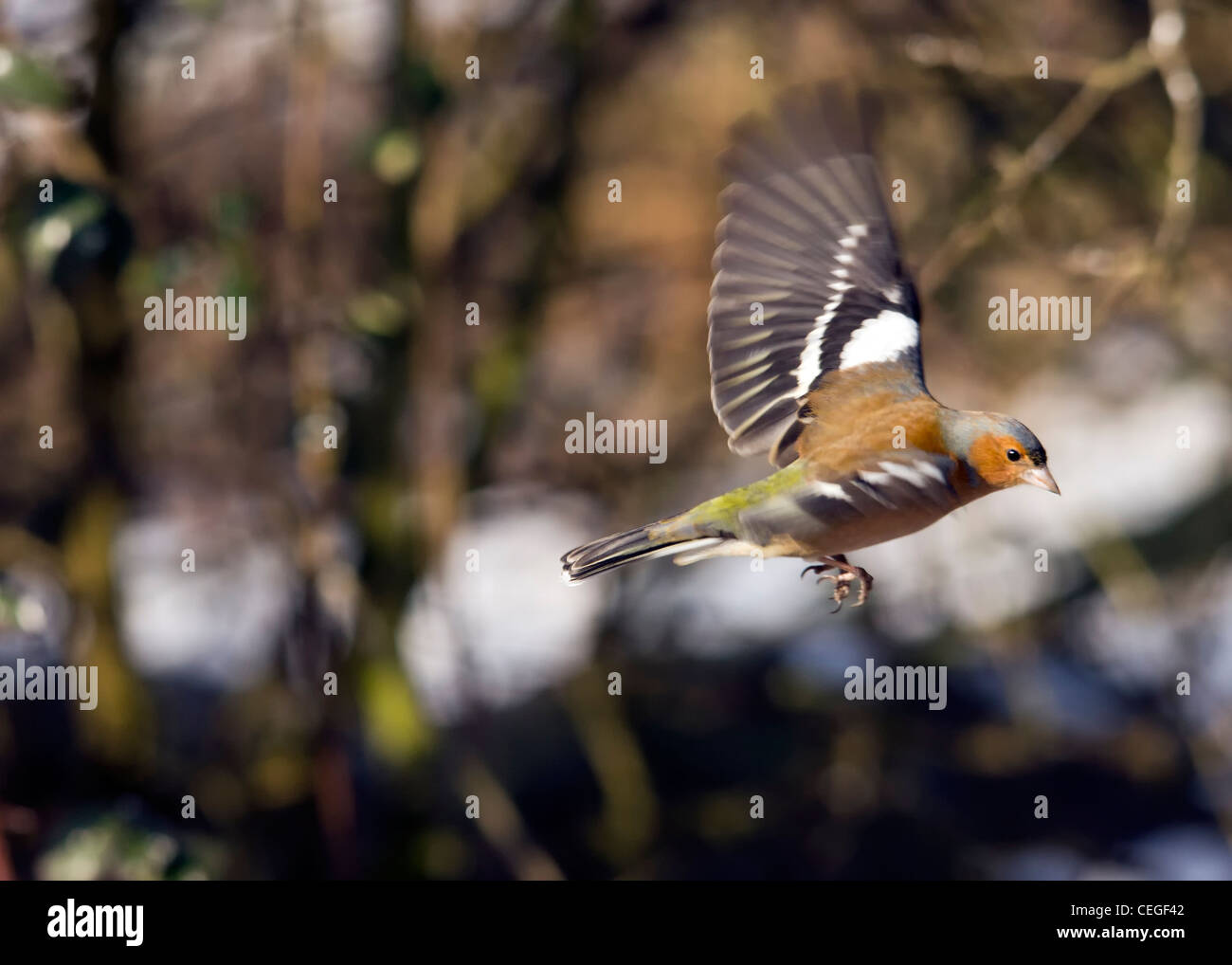 Fringuello - Bird Foto Stock