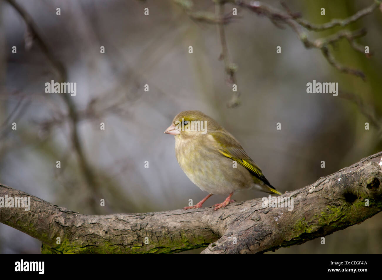 Carduelis chloris - Verdone. Giardino bellissimo uccello in Europa Foto Stock