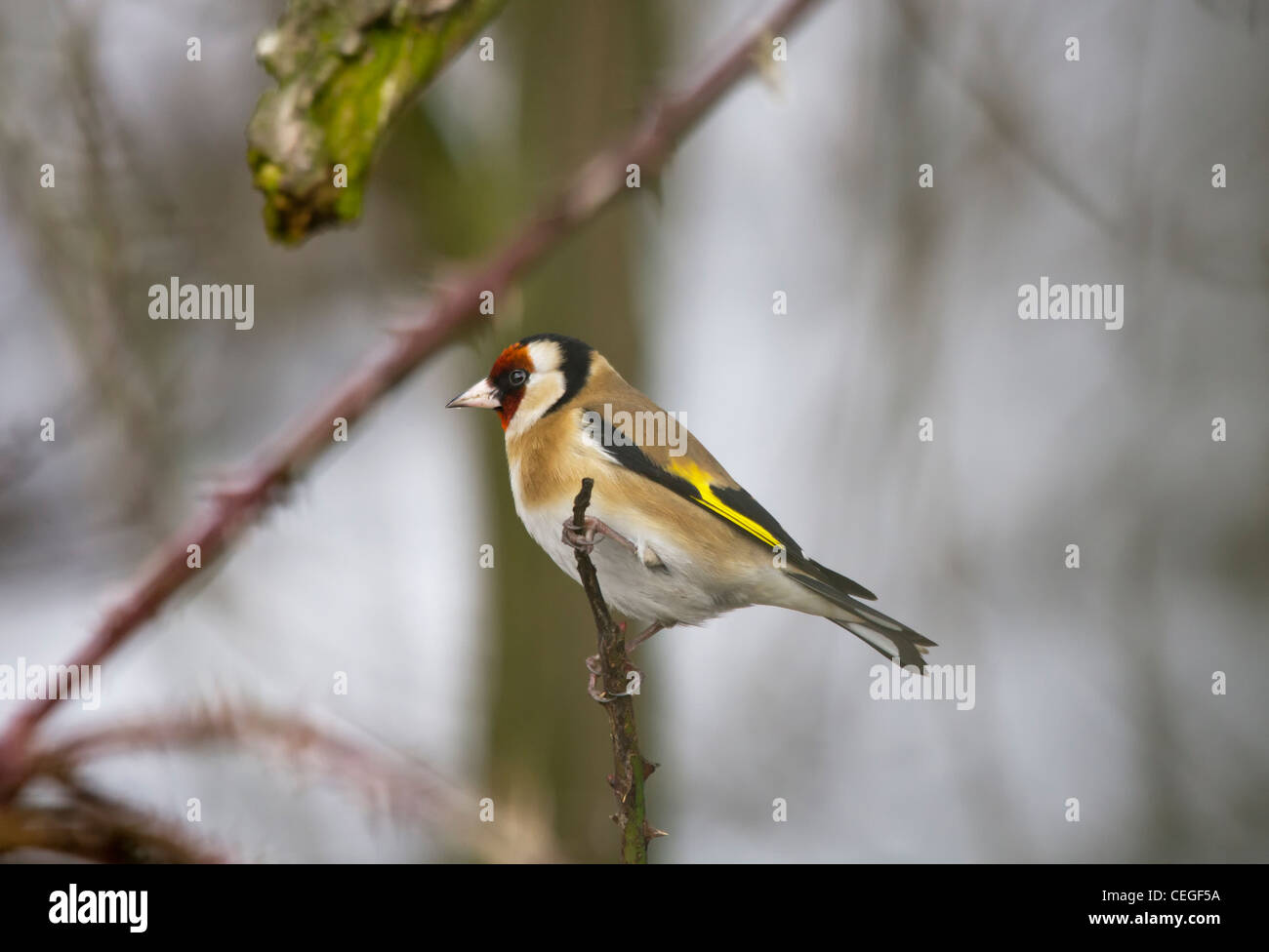 Cardellino - Bird Foto Stock