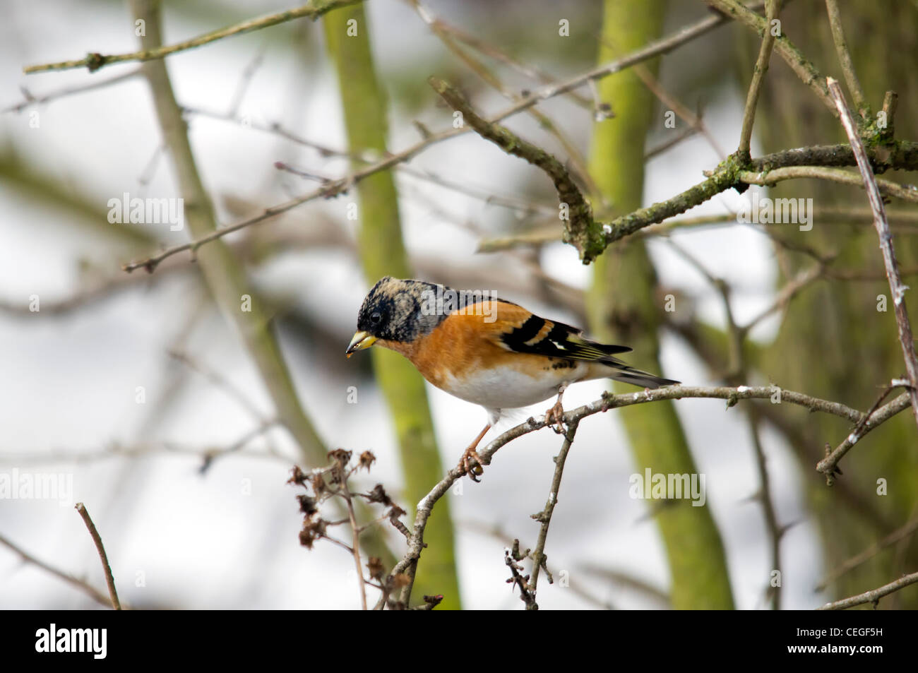 Il Brambling (Fringilla montifringilla) Foto Stock