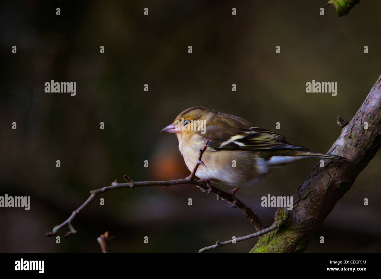 Fringuello - Bird Foto Stock