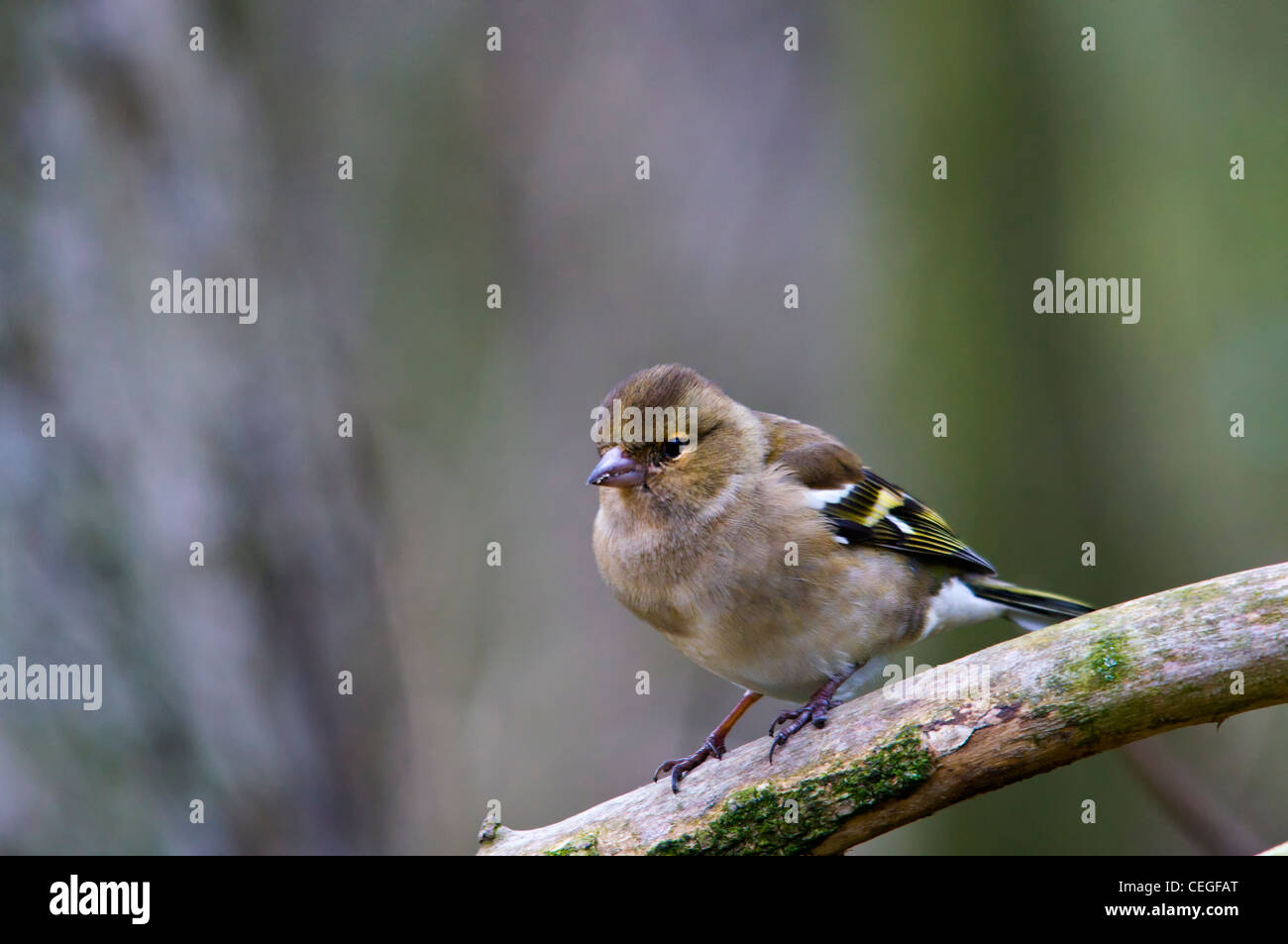 Fringuello - Bird Foto Stock