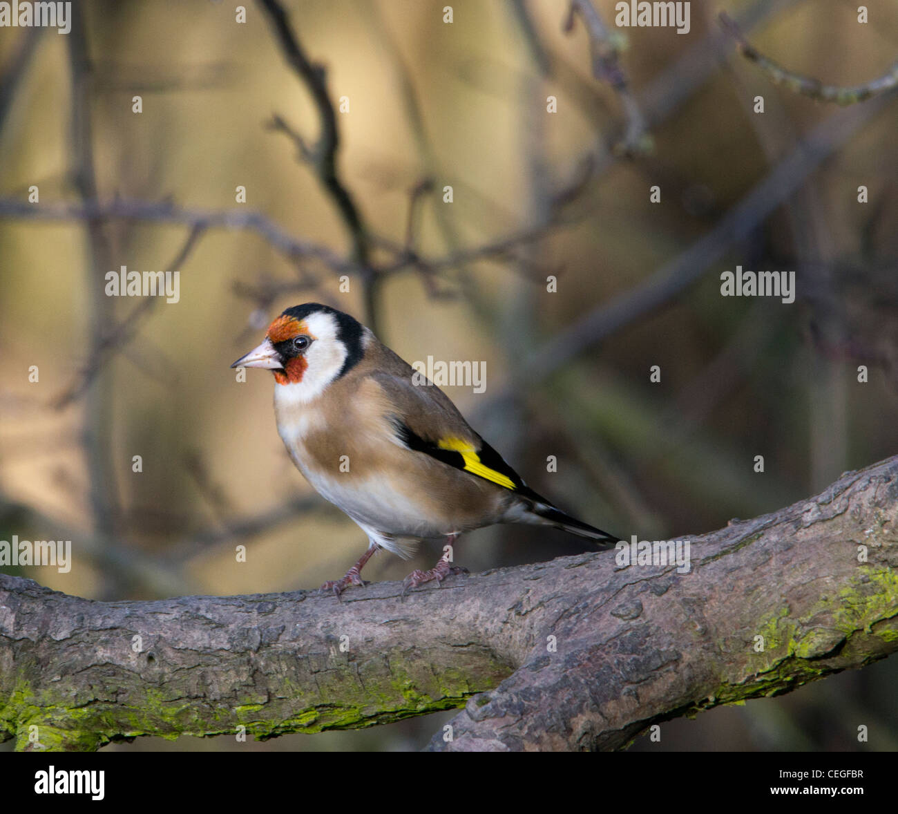 Cardellino - Bird Foto Stock