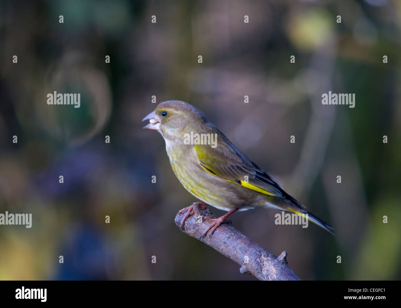 Carduelis chloris - Verdone. Giardino bellissimo uccello in Europa Foto Stock