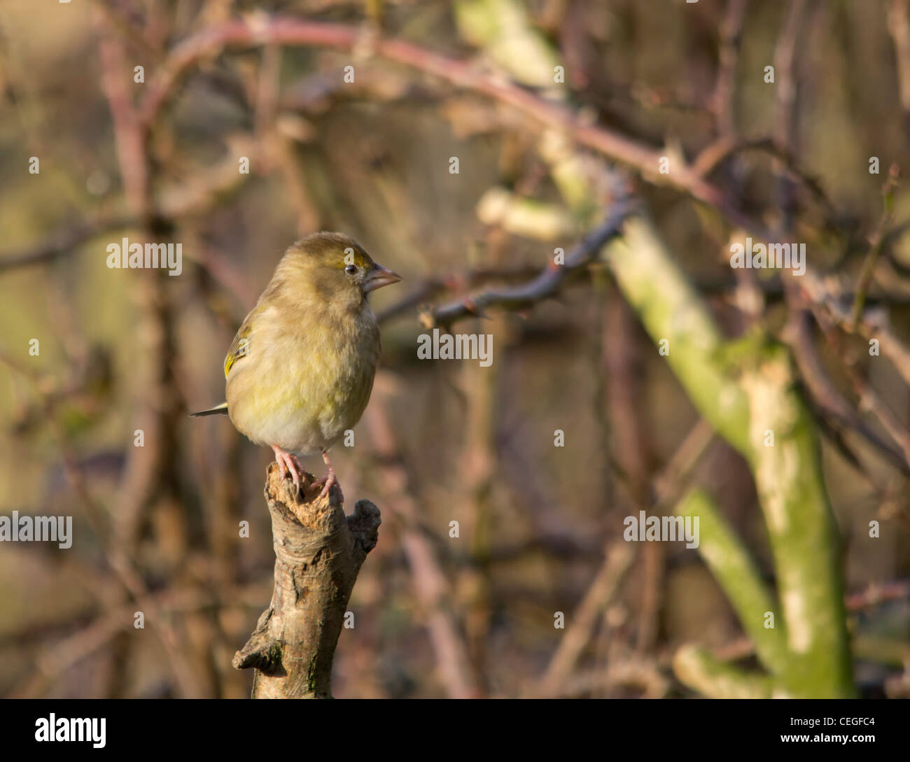 Carduelis chloris - Verdone. Giardino bellissimo uccello in Europa Foto Stock