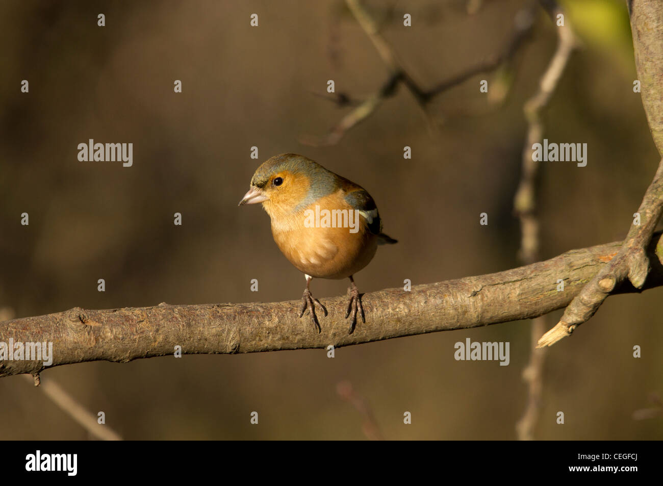 Fringuello - Bird Foto Stock