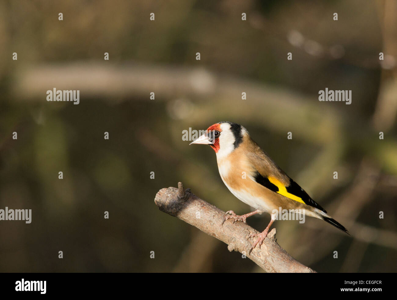 Cardellino - Bird Foto Stock