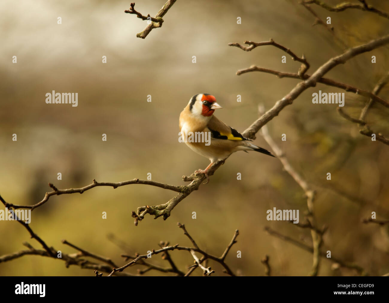 Cardellino - Bird Foto Stock