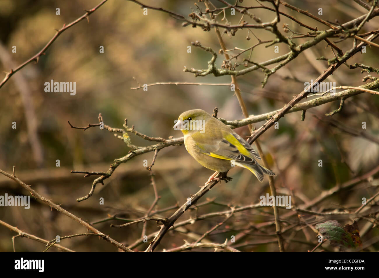 Carduelis chloris - Verdone. Giardino bellissimo uccello in Europa Foto Stock