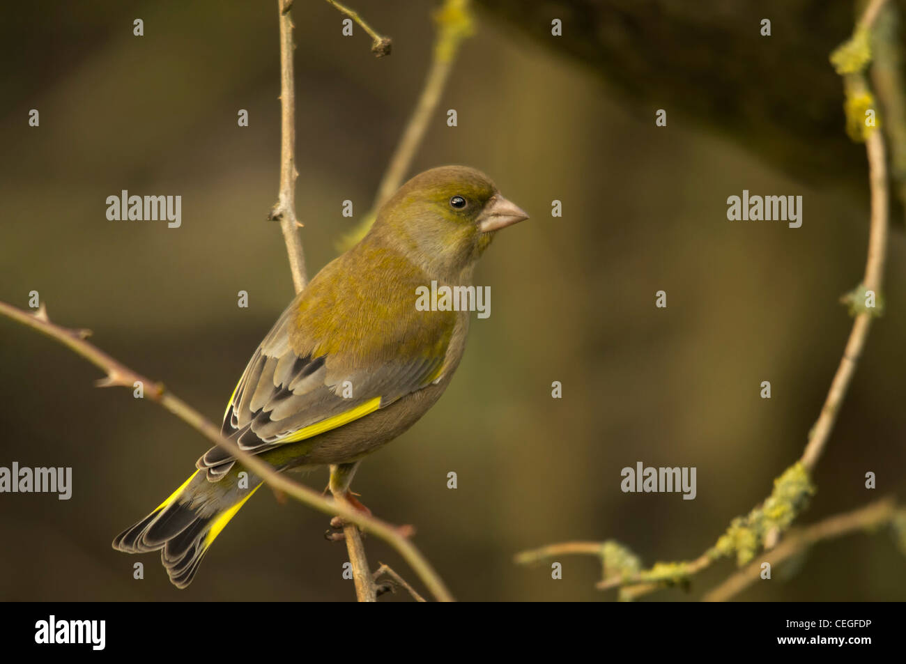 Carduelis chloris - Verdone. Giardino bellissimo uccello in Europa Foto Stock
