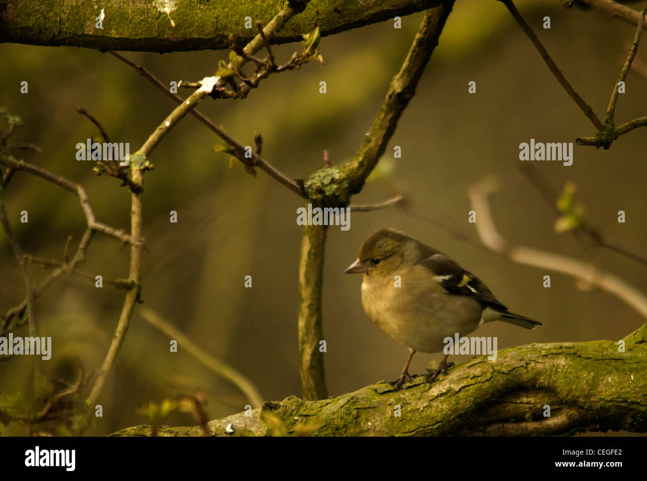 Fringuello - Bird Foto Stock