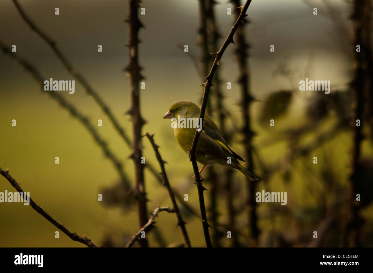 Carduelis chloris - Verdone. Giardino bellissimo uccello in Europa Foto Stock
