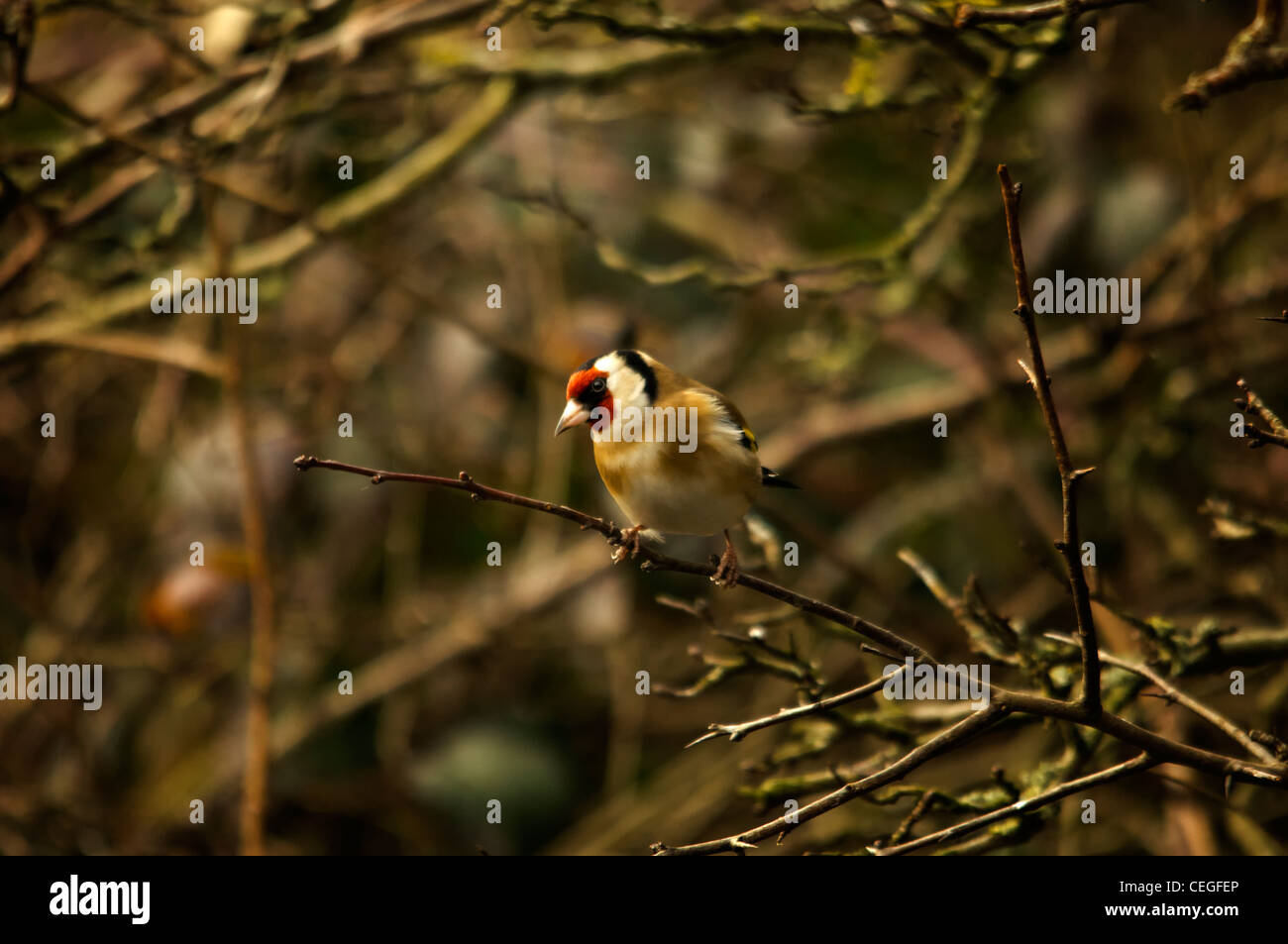 Cardellino - Bird Foto Stock