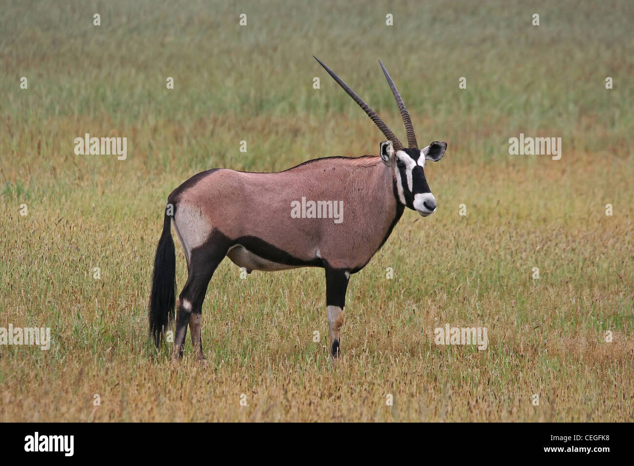 Oryx in piedi la gras Foto Stock