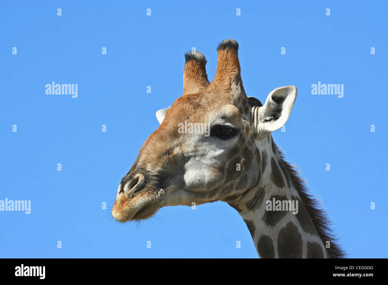 La giraffa in Augrabies Falls NP Foto Stock