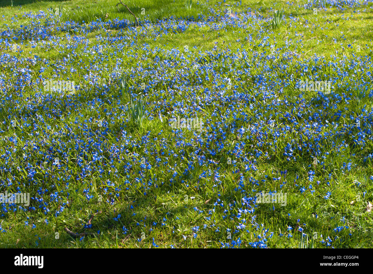 Piccoli fiori di Scilla ai primi di marzo Foto Stock
