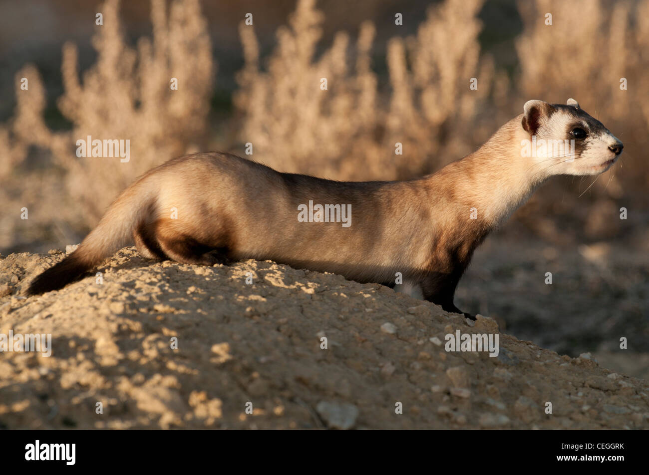 Foto di stock di un selvaggio nero-footed ferret presso la sua tana. Foto Stock