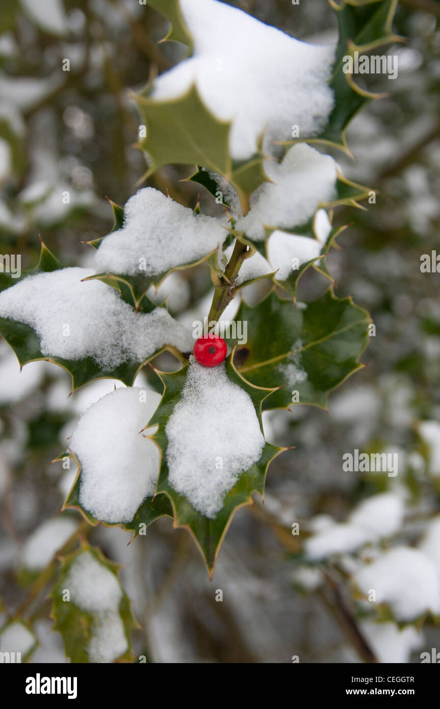 Holly con bacca rossa nella neve Blean woods kent england regno unito Foto Stock