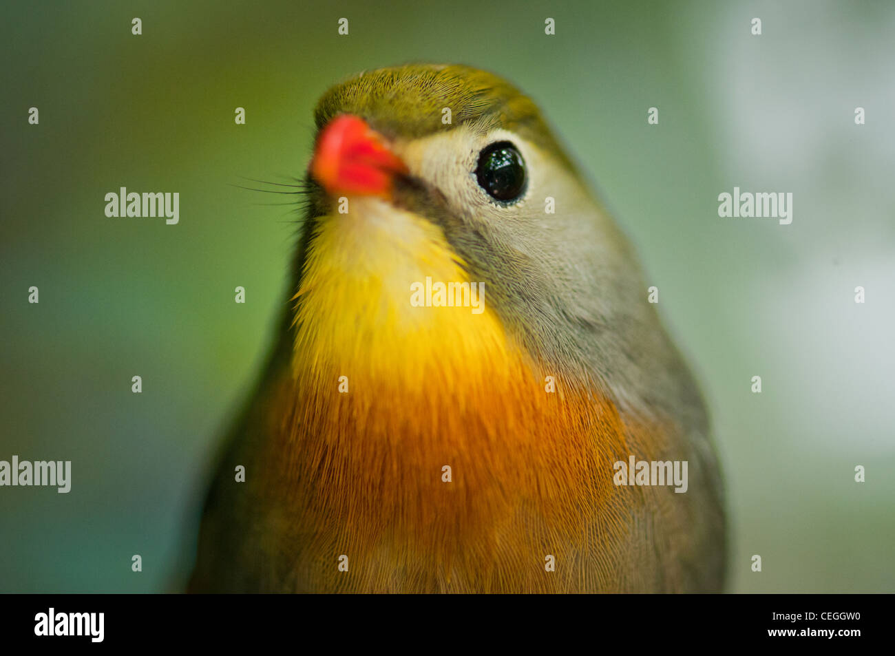 Un pettirosso di Pekin Foto Stock