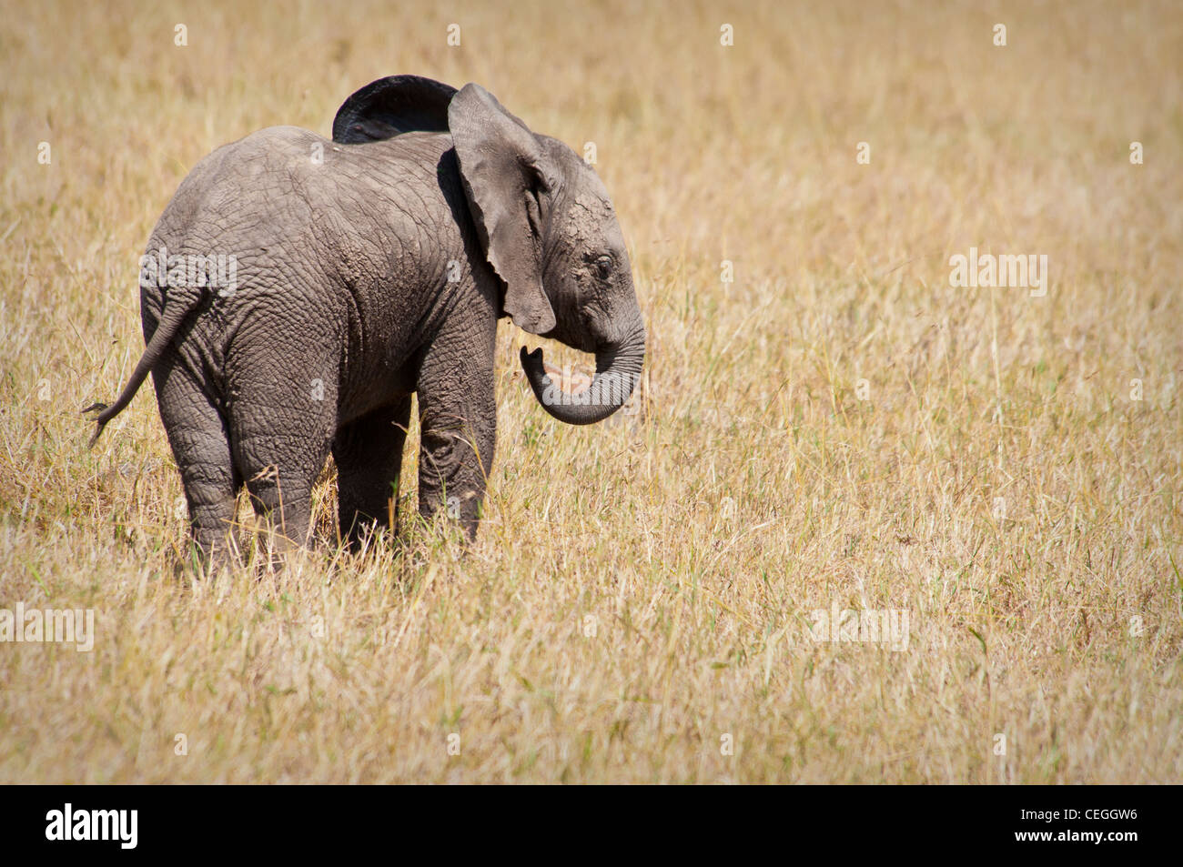 Solitario Elefante africano di vitello, Loxodonta africana, il Masai Mara riserva nazionale, Kenya, Africa Foto Stock