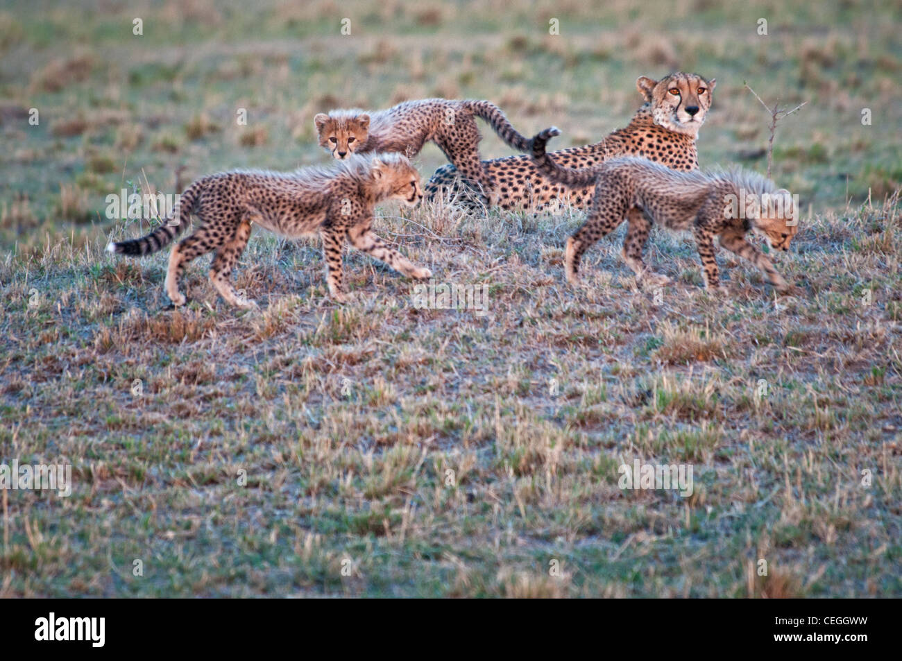 Cheetah, Acinonyx jubatus, con tre Lupetti, il Masai Mara riserva nazionale, Kenya, Africa Foto Stock