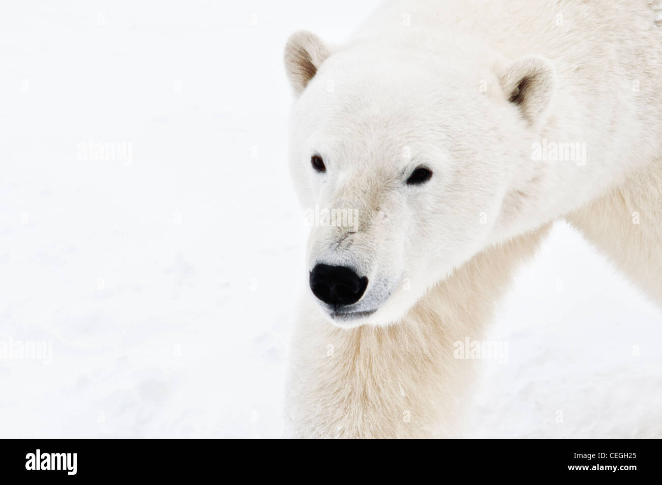 Orso polare, Ursus maritimus, Wapusk National Park, nei pressi della Baia di Hudson, Cape Churchill, Manitoba, Canada Foto Stock