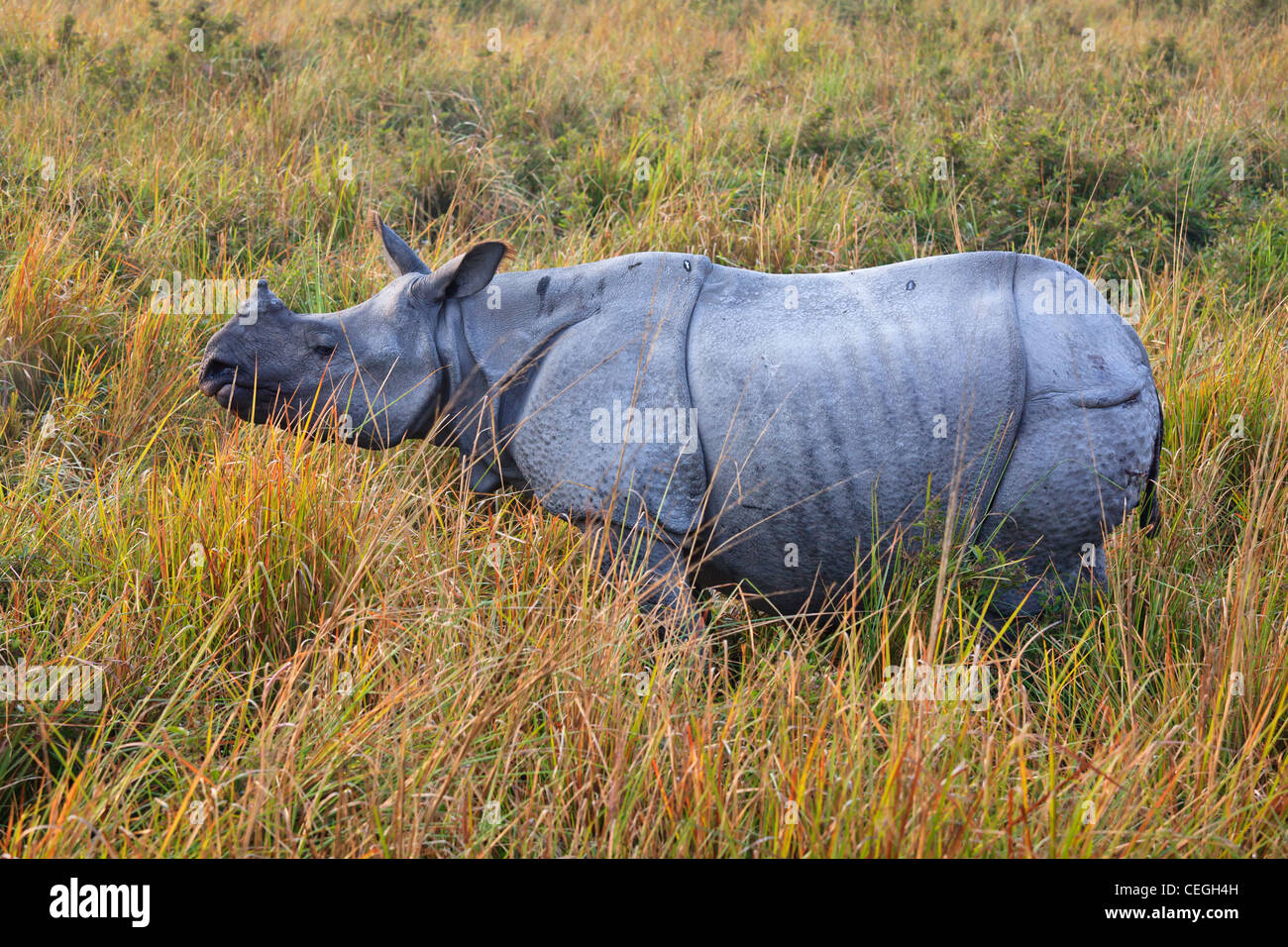 Il rinoceronte indiano nel Parco Nazionale di Kaziranga, Assam, India Foto Stock