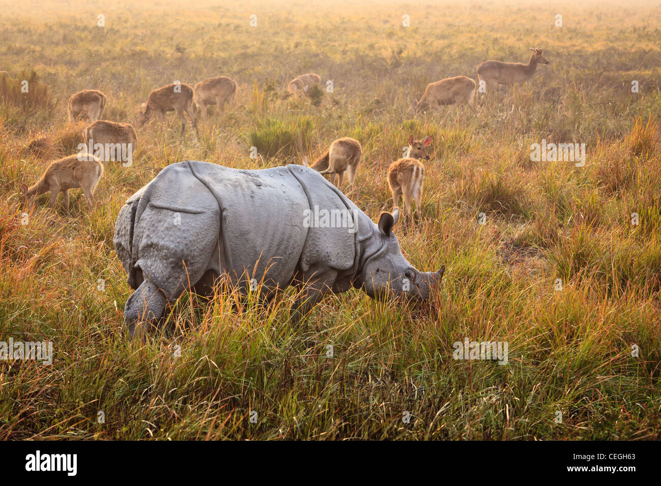 Un rinoceronte indiano di fronte ad un gruppo di Porco cervo il Parco Nazionale di Kaziranga, Assam, India Foto Stock