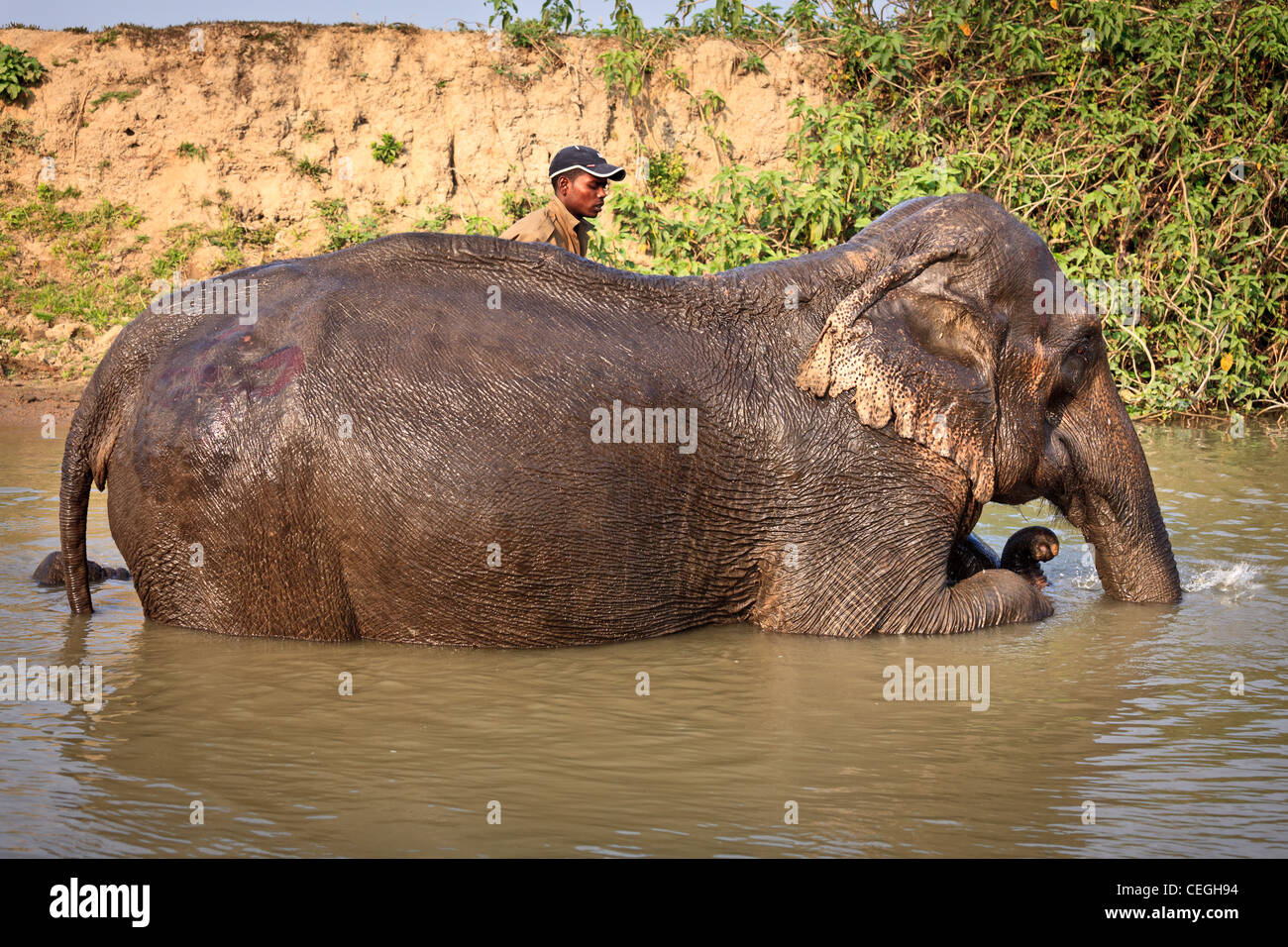 Un uomo è la sua balneazione elefante nel Parco Nazionale di Kaziranga, Assam, India Foto Stock