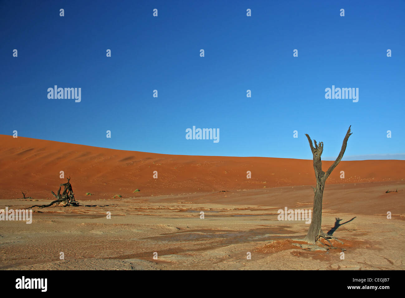 Gli alberi morti del deserto del Namib Foto Stock