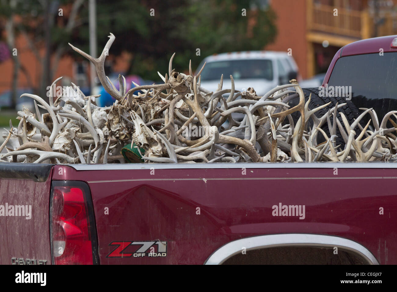 Un camion sulla strada della città con un mucchio di corna di animali selvatici vicino nessuno nessuno nessuno sfocato sfondo sfocato orizzontale ad alta risoluzione Foto Stock