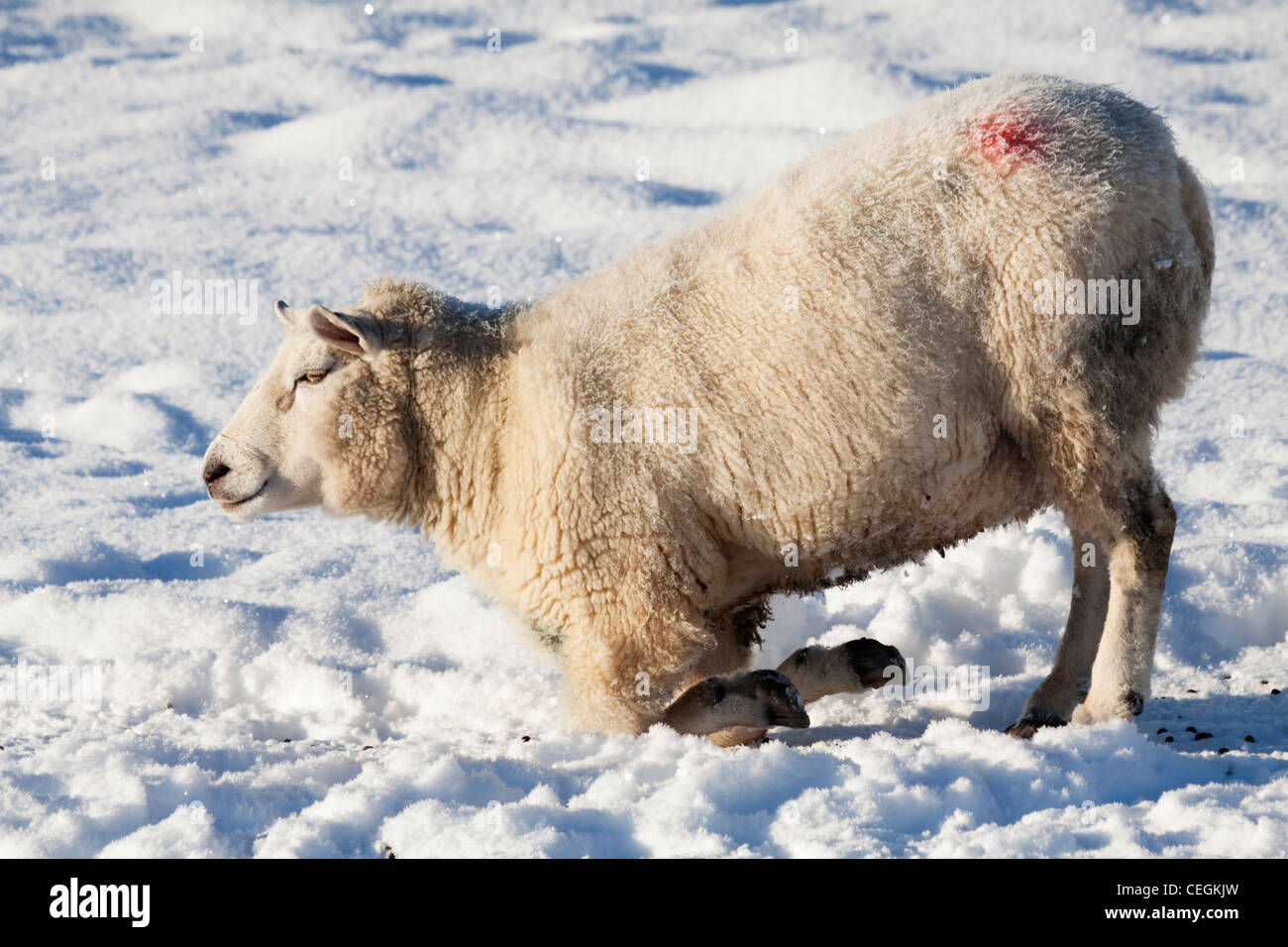 Addomesticazione pecore in inverno Foto Stock