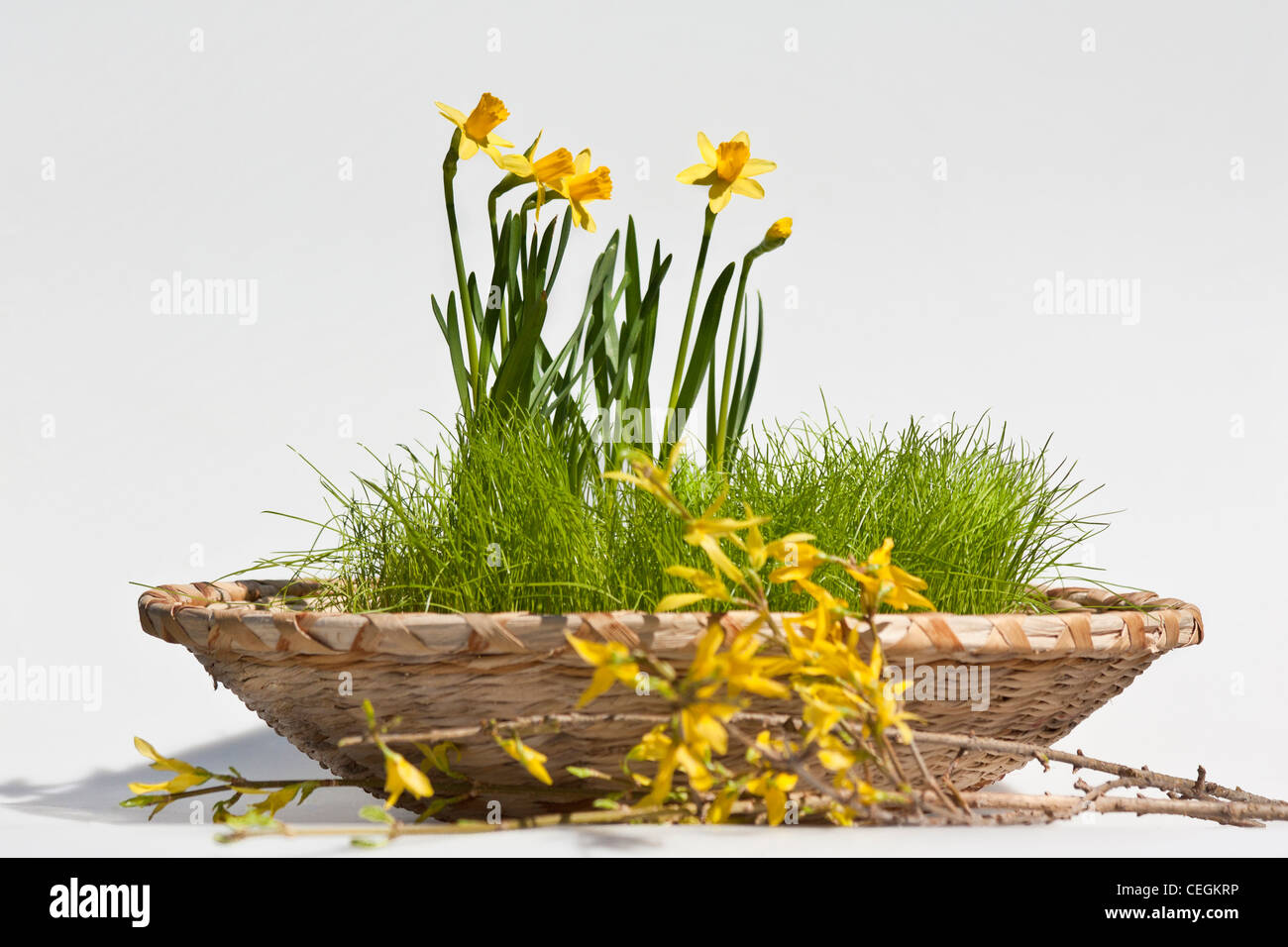 Buona Pasqua un cesto con le giunchiglie gialle fiori di Narciso immagini foto fotografia vendita per su alamy orizzontale in USA US ad alta risoluzione Foto Stock