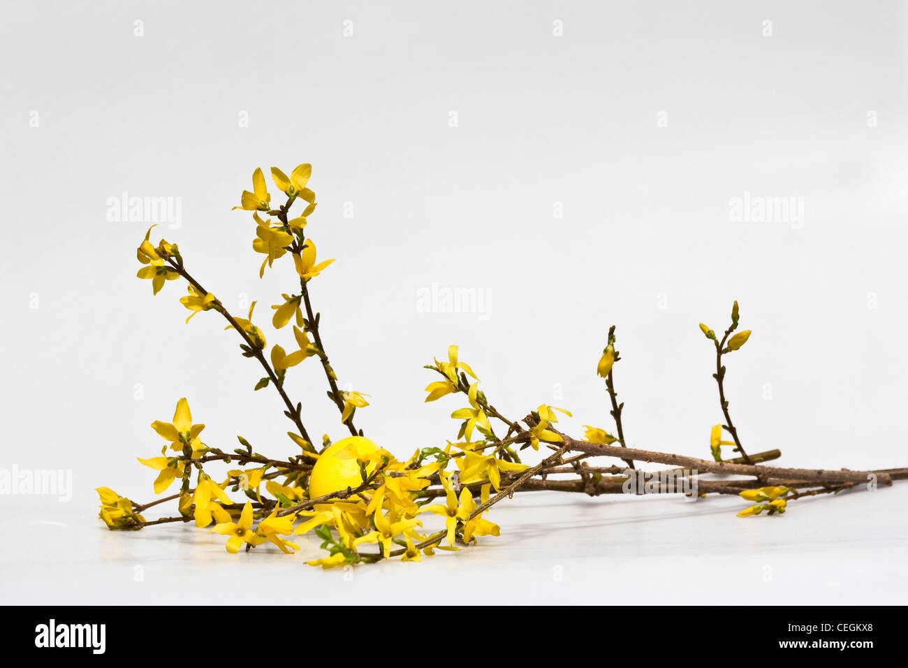 Buona Pasqua con fiori gialli primaverili e un uovo giallo dipinto su ritaglio tagliato isolato in vendita per su alamy orizzontale negli USA US ad alta risoluzione Foto Stock