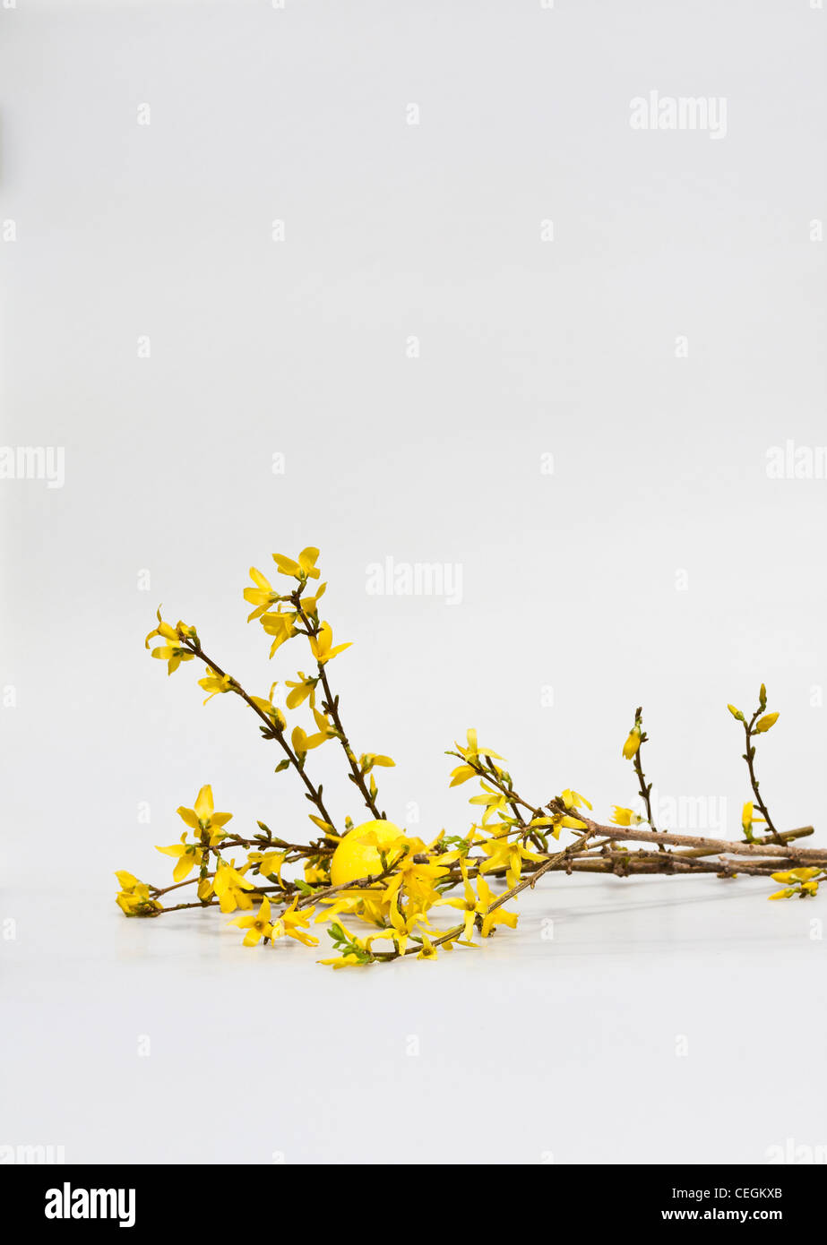 Buona Pasqua con fiori gialli primaverili e un uovo giallo dipinto ritagliato, immagini isolate ritagliate, immagini in vendita per Alamy, verticale negli USA, US, ad alta risoluzione Foto Stock