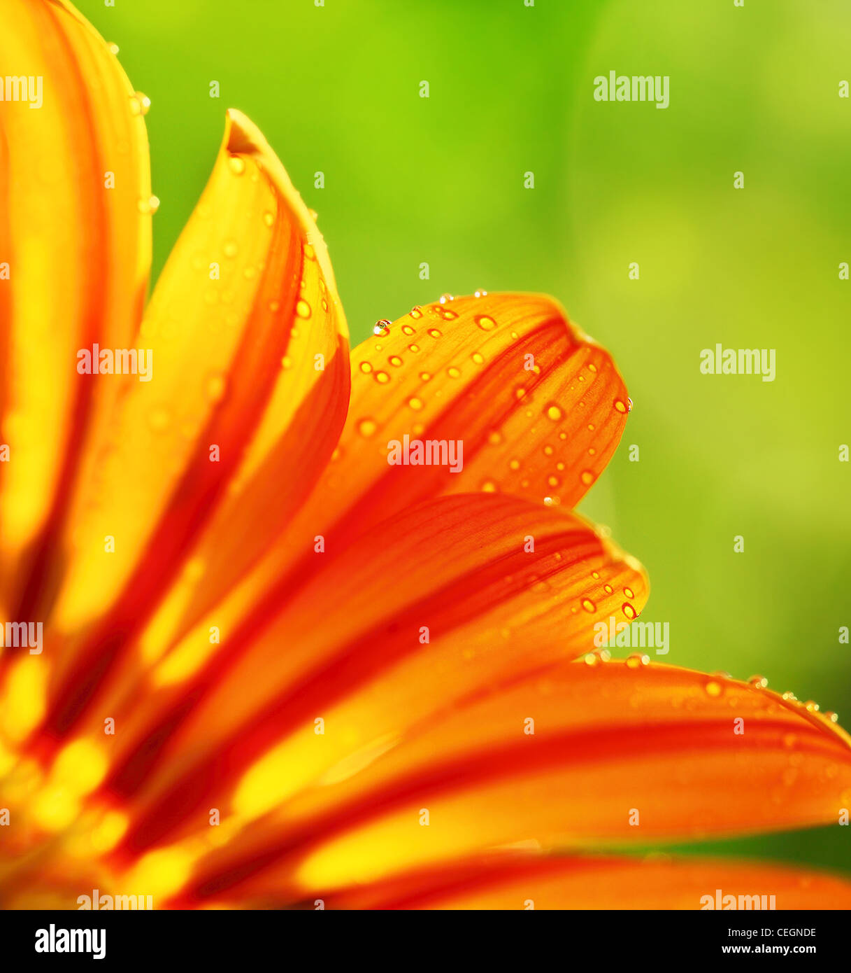 Abstract bel fiore, colorato sfondo floreale , umido giallo petali di frontiera, daisy pianta con bokeh ,natura dettagli macro Foto Stock