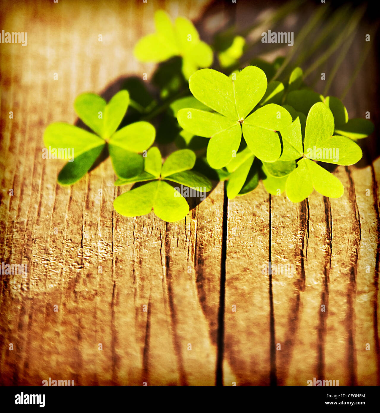 Fresche foglie di trifoglio su sfondo di legno, verde primavera bordo floreale, Lucky shamrock, St.Patrick's Day holiday simbolo Foto Stock